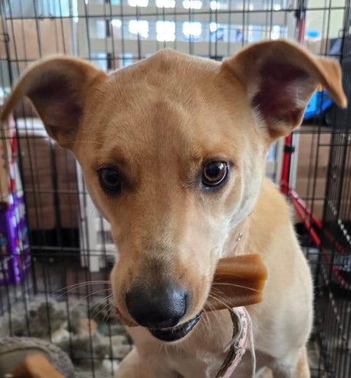 Photo of Maggie, adoptable Labrador Retriever in Plainfield, Illinois