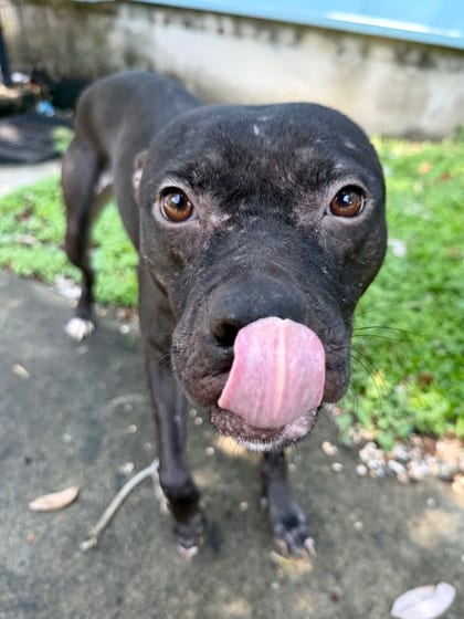 Photo of Bennigan, adoptable Terrier in New Orleans, Louisiana