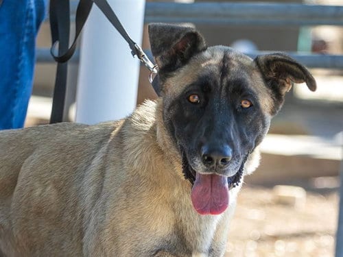 Photo of Terry, adoptable Anatolian Shepherd in Martinez, California