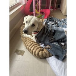 Photo of Zena, adoptable Labrador Retriever in Baton Rouge, Louisiana