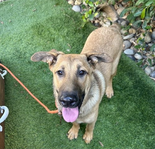 Photo of Jack Skellington, adoptable German Shepherd Dog in San Jose, California