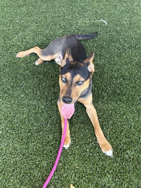 Photo of Sanders, adoptable German Shepherd Dog in Baytown, Texas