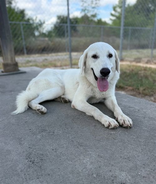 Photo of Dori, adoptable Great Pyrenees in Conroe, Texas