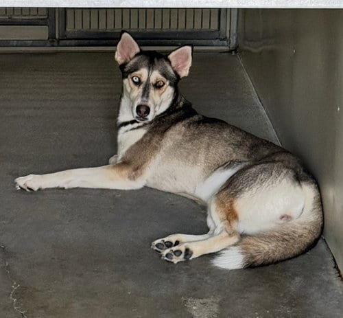 Photo of Nakea, adoptable Siberian Husky in San Bernardino, California