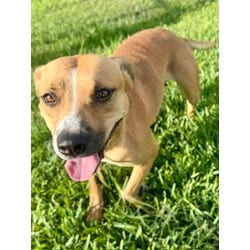 Photo of Shania, adoptable Mixed Breed (Medium) in Port St. Joe, Florida