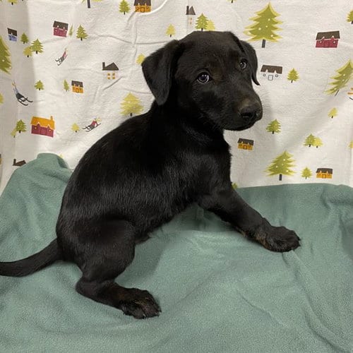 Photo of Ace, adoptable German Shepherd Dog in Modesto, California