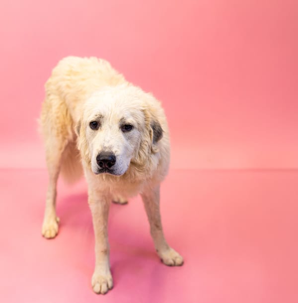 Photo of Ic-06 Everest, adoptable Great Pyrenees cross in Lawrenceville, Georgia