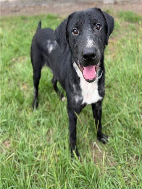 Photo of Bluey, adoptable Labrador Retriever in Conroe, Texas