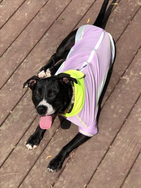 Photo of Ruby, adoptable American Pit Bull Terrier in Derwood, Maryland