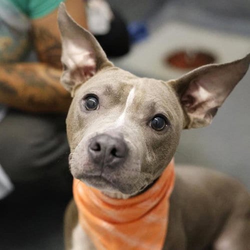 Photo of Rocky, adoptable American Staffordshire Terrier in San Antonio, Texas