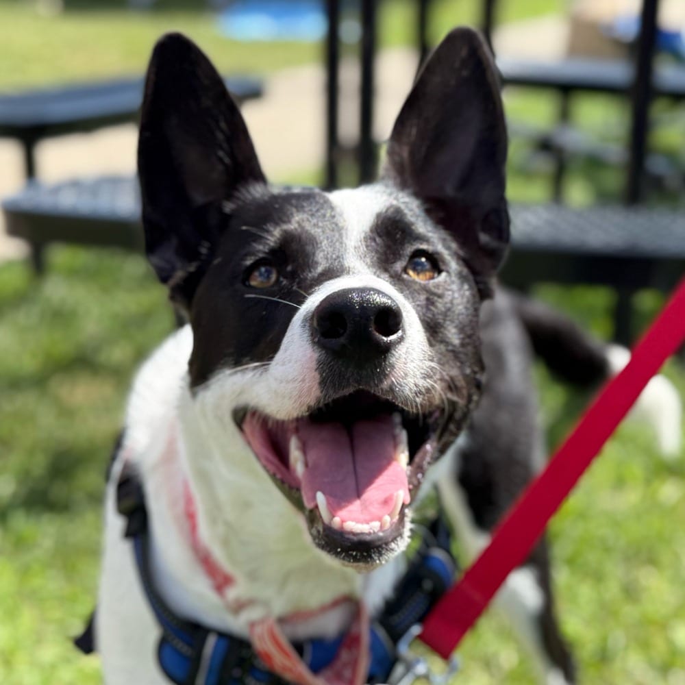 Photo of Thea, adoptable Border Collie in Bloomfield, Connecticut