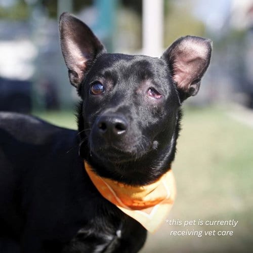 Photo of Goblin, adoptable Chihuahua in San Antonio, Texas