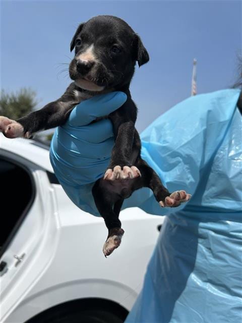 Photo of Stormy, adoptable American Staffordshire Terrier in San Antonio, Texas