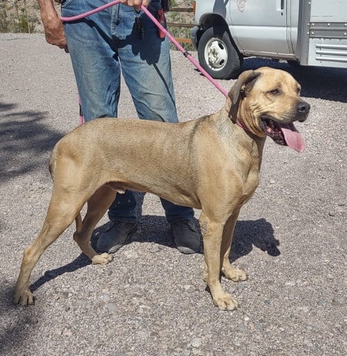 Photo of Tonka, adoptable Mastiff in Golden Valley, Arizona