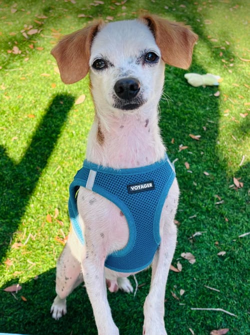 Photo of Clint, adoptable Chihuahua in Osteen, Florida