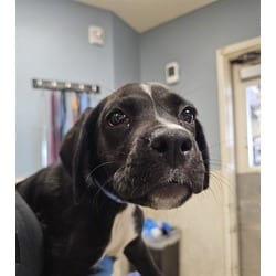 Photo of Cloud, adoptable Boxer in Jurupa Valley, California