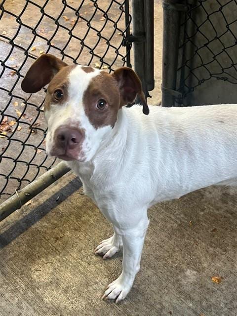 Photo of Kylie, adoptable American Pit Bull Terrier mix in Chicago, Illinois