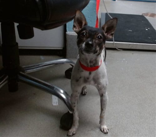 Photo of Foxie, adoptable Rat Terrier in Albuquerque, New Mexico