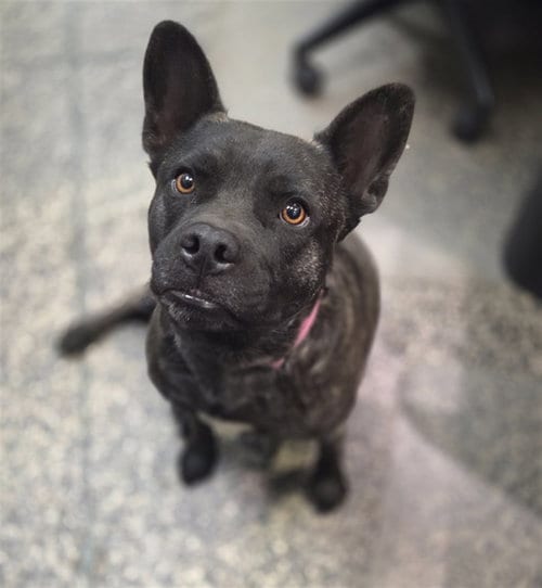 Photo of Bonnie, adoptable Pit Bull Terrier in Tracy, California
