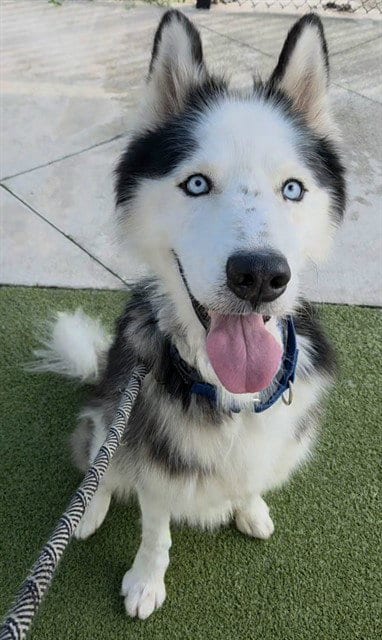 Photo of Everest, adoptable Siberian Husky in Fort Lauderdale, Florida