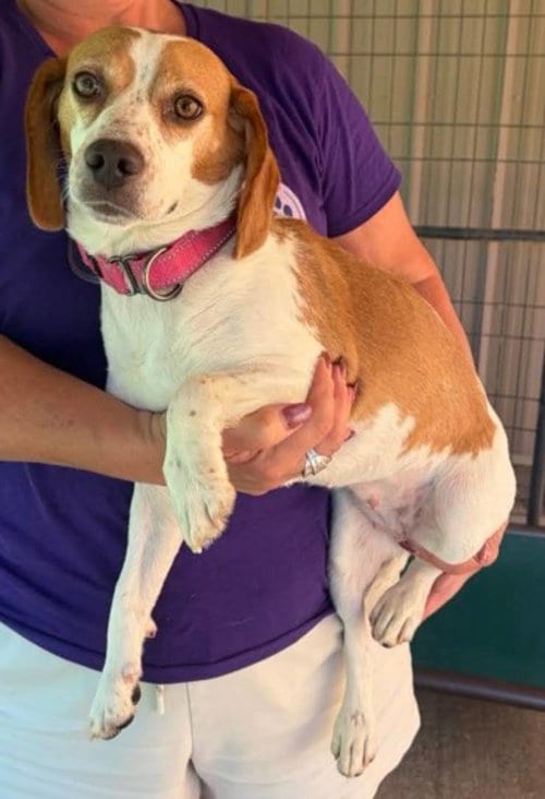 Photo of Miracle SCAS, adoptable Beagle in Rockaway, New Jersey