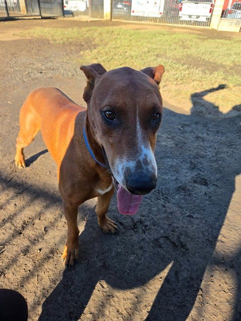 Photo of Jasper, adoptable Doberman Pinscher in Riverside, California
