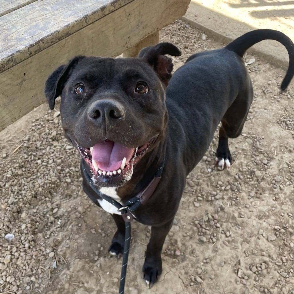 Photo of Fruit Cake, adoptable Mixed Breed (Medium) in Chattanooga, Tennessee