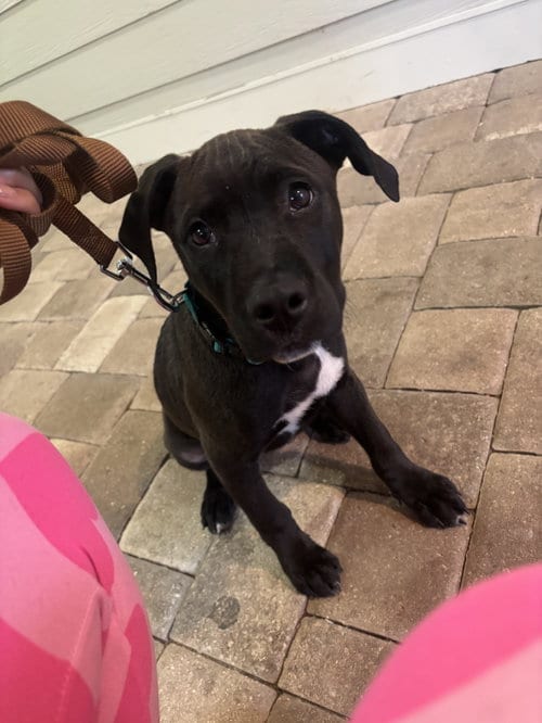 Photo of Cyrus- stormie litter, adoptable American Staffordshire Terrier in Holly Springs, North Carolina