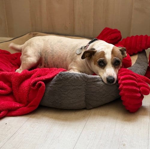Photo of Ellie, adoptable Jack Russell Terrier in Columbia, Tennessee