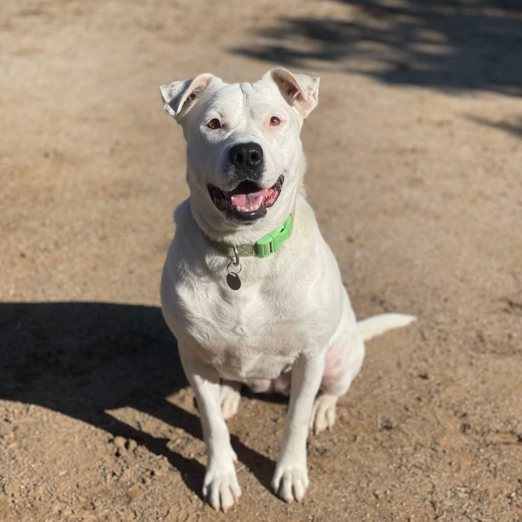 Photo of Lily, adoptable Terrier, Pit Bull / Mixed Breed (Medium) in Riverside, California
