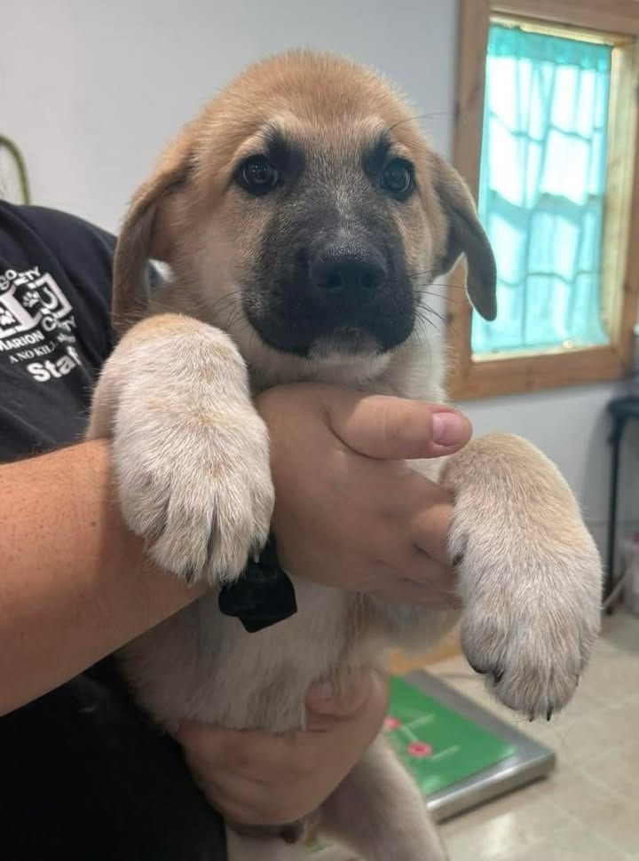 Photo of Ace, adoptable Anatolian Shepherd in Ocala, Florida