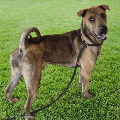 Photo of Speedy, adoptable Chinese Shar-Pei in Albuquerque, New Mexico