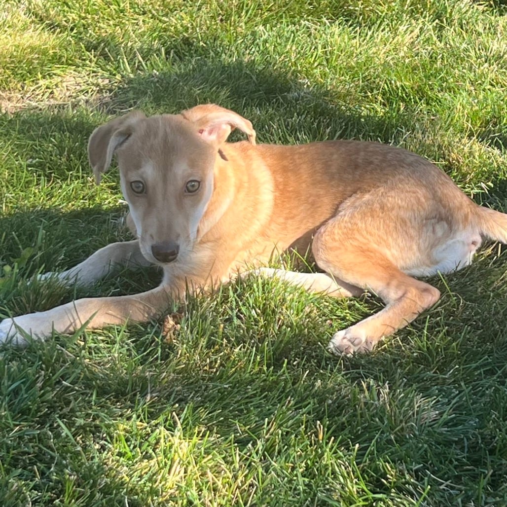 Photo of Roo/ 63672, adoptable Cattle Dog, Australian (Red Heeler) / Mixed Breed (Medium) in Bend, Oregon