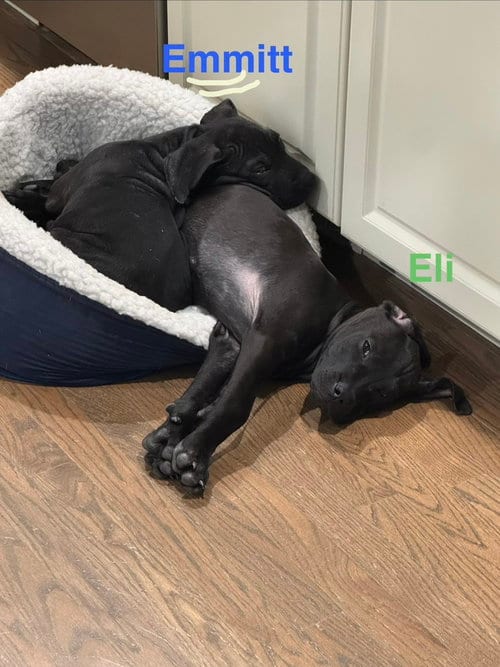 Photo of Emmitt, adoptable Pit Bull Terrier in Willingboro, New Jersey