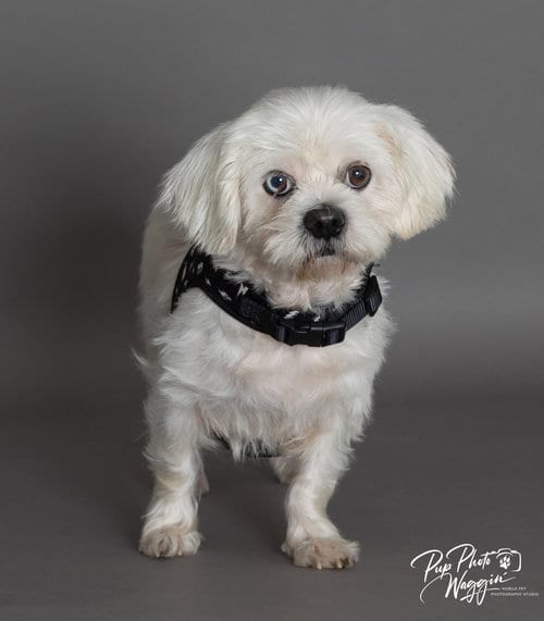Photo of Alfred, adoptable Shih Tzu in Claremore, Oklahoma