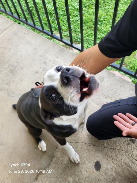 Photo of Kira, adoptable American Staffordshire Terrier in San Antonio, Texas
