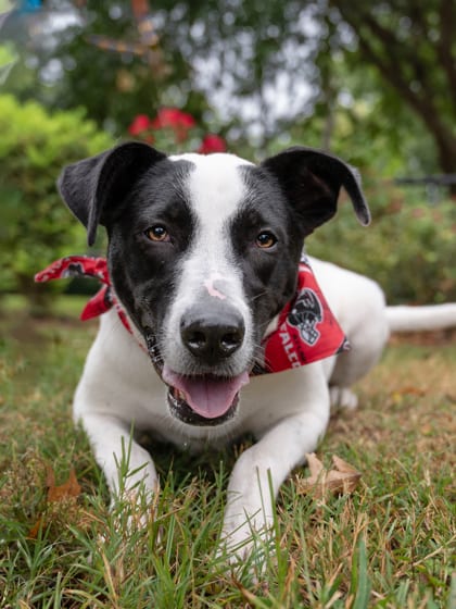 Photo of Eddie, adoptable dog in Atlanta, Georgia