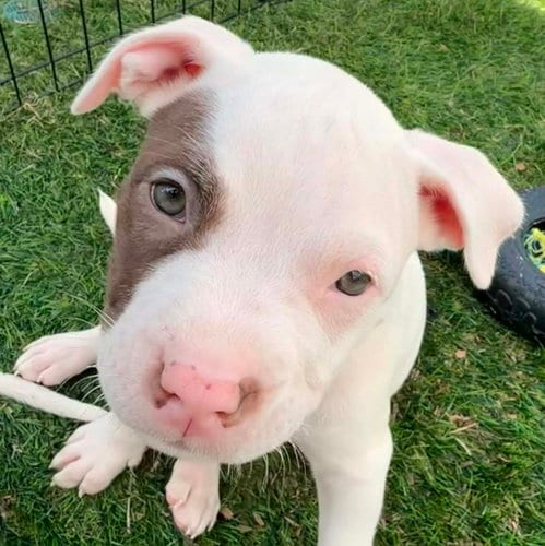 Photo of Dugan, adoptable Pit Bull Terrier in Normal, Illinois