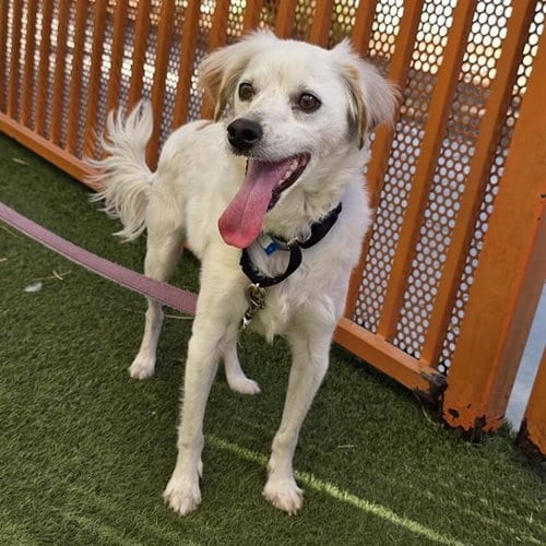 Photo of Blizzy, adoptable Terrier in Las Vegas, Nevada