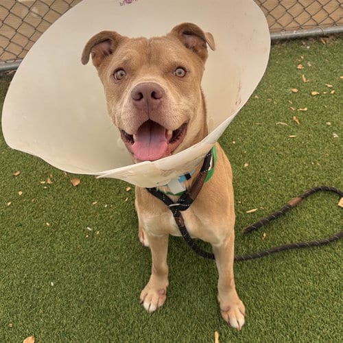 Photo of John Wayne, adoptable Staffordshire Bull Terrier in Phoenix, Arizona