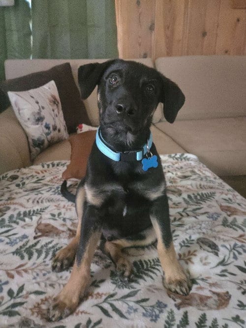 Photo of Barkley, adoptable Shepherd in Yreka, California