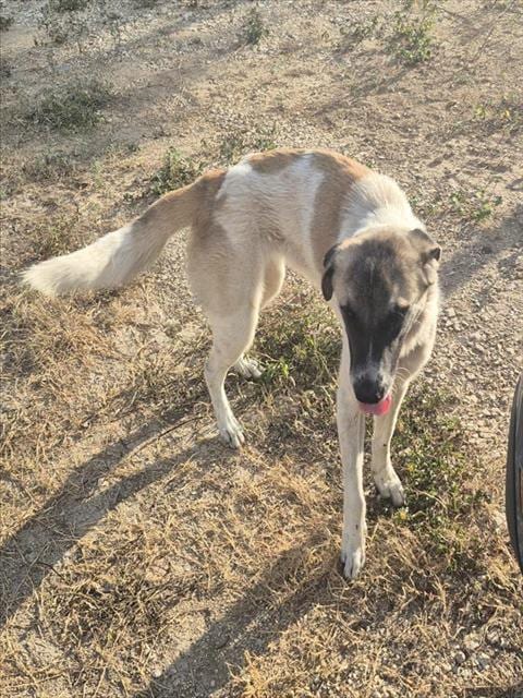 Photo of Gretta, adoptable Great Pyrenees in San Antonio, Texas