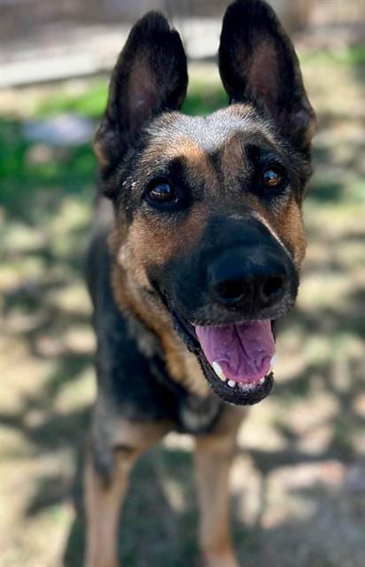 Photo of Yuma, adoptable German Shepherd Dog in Riverside, California