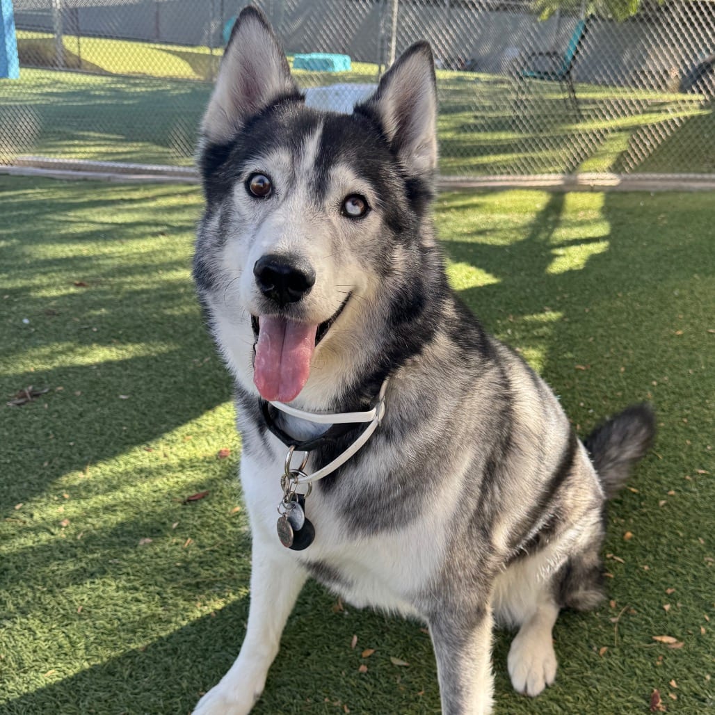 Photo of Baloo, adoptable Husky, Alaskan in Henderson, Nevada