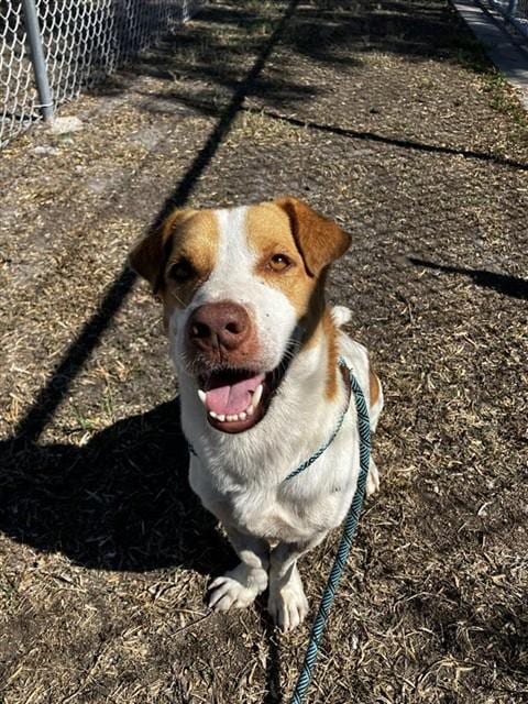 Photo of Slinky, adoptable Basset Hound in Corpus Christi, Texas