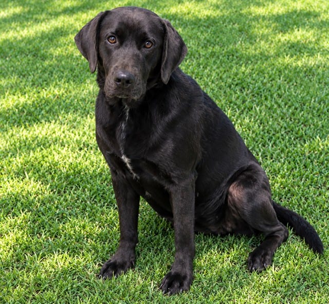 Photo of Boo, adoptable Hound mix in Oklahoma City, Oklahoma