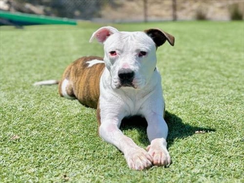 Photo of Ziya, adoptable Pit Bull Terrier in Santa Cruz, California