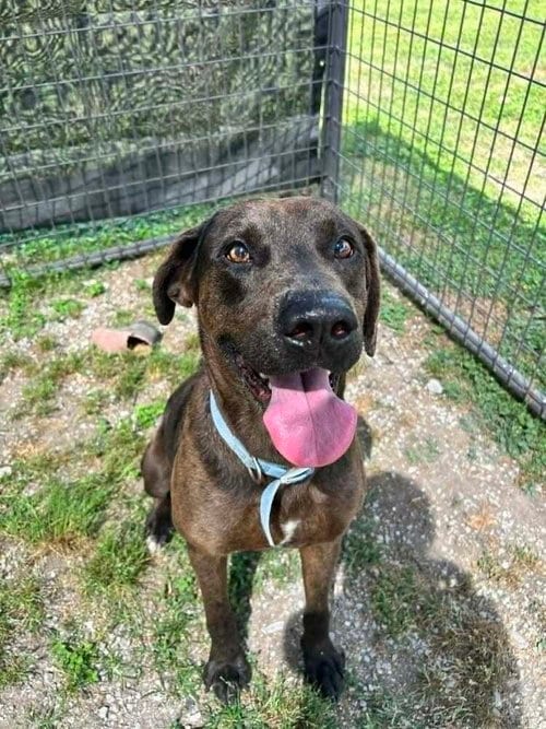 Photo of Dozier, adoptable Terrier in Abbeville, Louisiana