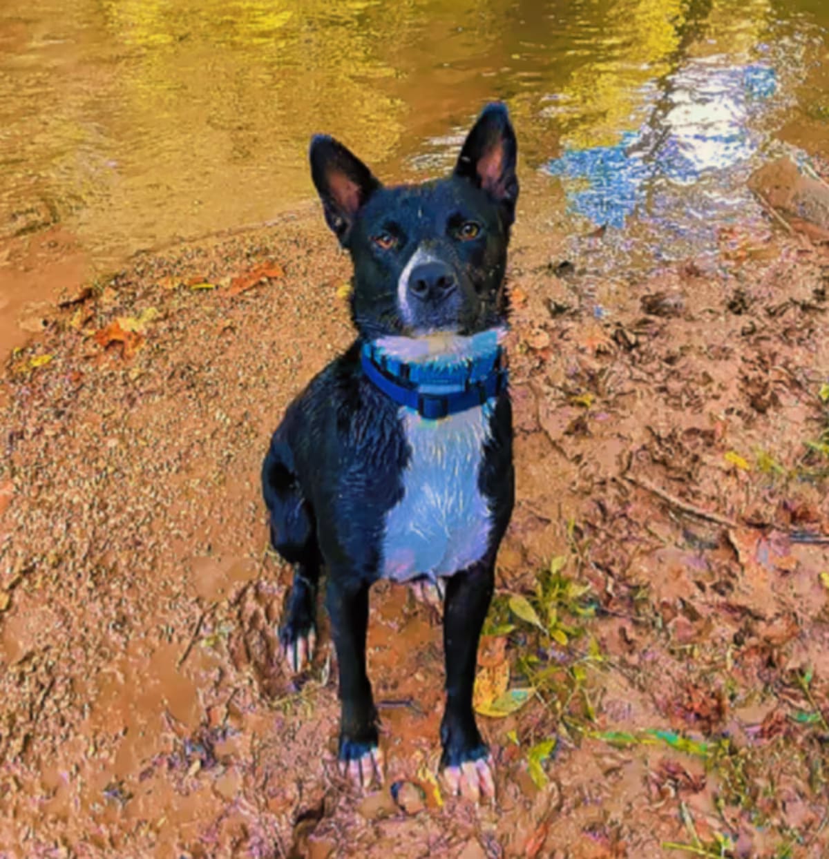 Photo of Diego, adoptable Australian Cattle Dog/Labrador Retriever in Potomac, Maryland