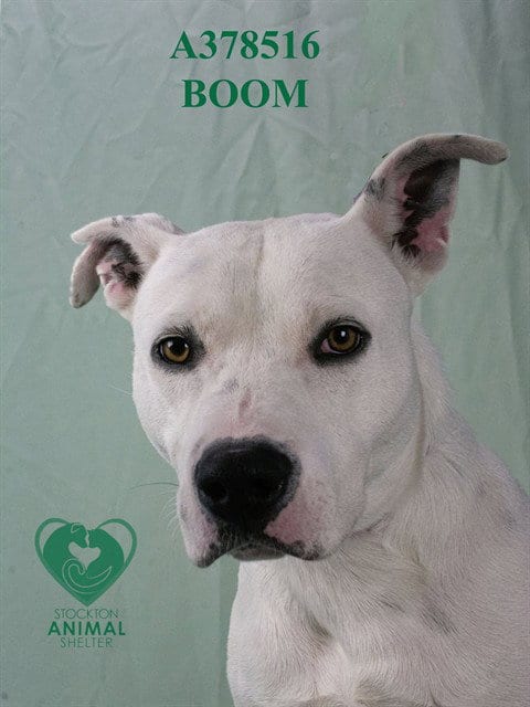 Photo of Boom, adoptable Pit Bull Terrier in Stockton, California